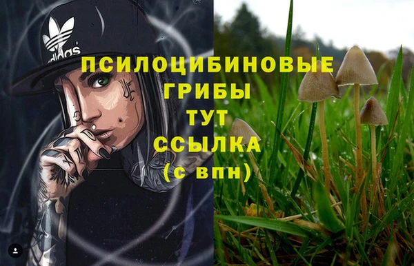 PSILOCYBIN Белокуриха